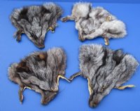 Assorted Tanned Fox Face Pelts, Skins Fur for Sale 7x7 to 9x9 - 2 @ $7.50 each