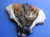 American Grey Fox Face Pelts <font color=red> Wholesale</font> -  28 @ $3.25 each