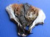 5-1/2 to 6 inches Authentic Tanned American Grey Fox Face Pelt for Sale - Pack of 2 @<font color=red>$5.20 each</font> Plus $5.50 1st Class Mail