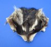 Tanned Raccoon Face Pelts, Skins, Fur for Sale for making novelty hats and in taxidermy crafts, 5 by 7 to 6 by 8 inches - Pack of 2 @ <font color=red>5.60 each</font> (Plus $6.50 1st Class Mail)