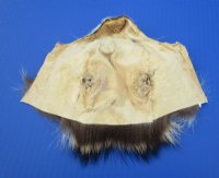 Tanned Raccoon Face Pelts, Skins, 5 by 7 to 6 by 8 inches -  2 @ $5.60 each