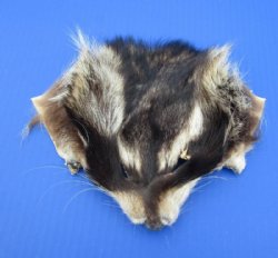 Tanned Raccoon Face Pelts, Skins, Fur <font color=red> Wholesale</font> -  28 @ $3.25 each