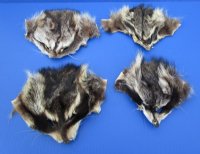 Tanned Raccoon Face Pelts, Skins, Fur <font color=red> Wholesale</font> -  28 @ $3.25 each