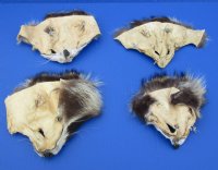 Tanned Raccoon Face Pelts, Skins, 5 by 7 to 6 by 8 inches -  2 @ $5.60 each