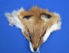 Tanned Red Fox Face Pelts <font color=red> Wholesale</font>-  20 @ $4.95 each