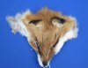 6-1/2 to 8-1/2 inches long Tanned Red Fox Face Pelts for Sale - Pack of 2 @  <font color=red> $8.99 each </font> Plus $6.50 1st Class Mail