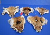 Tanned Red Fox Face Pelts <font color=red> Wholesale</font>-  20 @ $4.95 each