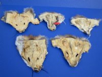 6-1/2 to 8-1/2 inches long Tanned Red Fox Face Pelts - <font color=red>2 @ $7.99 each</font> (Plus $7 Ground Advantage Shipping) 