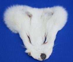 Tanned White Fox Face Pelts<font color=red> Wholesale</font> - 12 @ $7.65 each
