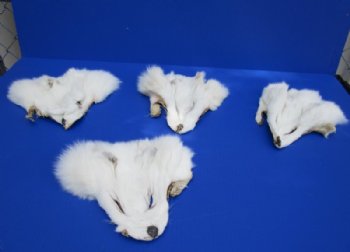 Tanned White Fox Face Pelts<font color=red> Wholesale</font> - 12 @ $7.65 each