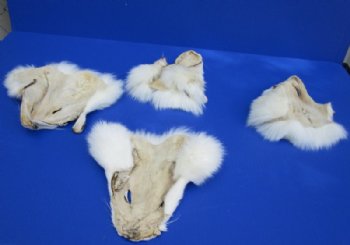 Tanned White Fox Face Pelts<font color=red> Wholesale</font> - 12 @ $7.65 each