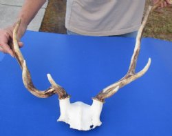 Fallow Deer Antlers on Skull Plate <font color=red> Wholesale</font> 3 @ $63 each