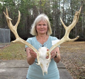 Fallow Deer Skulls