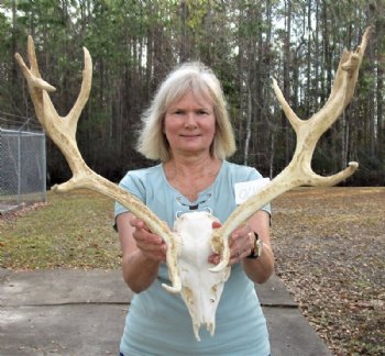 Fallow Deer Skull 