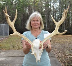 Fallow Deer Skull 