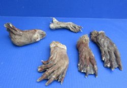 5 Borax Cured Beaver Back Feet, Back Foot 5 to 7 inches for $7.50 each
