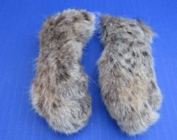 Preserved Bobcat Feet for Sale, Cured with Borax 2-1/2 to 5 inches - 5 @ $10.15 each