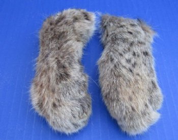 Dried Bobcat Feet, Preserved/ Cured with Borax  <font color=red>Wholesale</font>,  2-1/2 to 5 inches - 20 @ $6.00 each