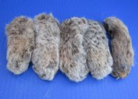 Dried Bobcat Feet, Preserved/ Cured with Borax  <font color=red>Wholesale</font>,  2-1/2 to 5 inches - 20 @ $6.00 each