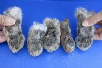 Preserved Bobcat Feet for Sale, Cured with Borax 2-1/2 to 5 inches - 5 @ $10.15 each