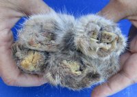 Preserved Bobcat Feet for Sale, Cured with Borax 2-1/2 to 5 inches - 5 @ $10.15 each