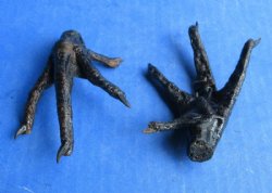 Real Dried Chicken Feet – Black Painted for Voodoo, Hoodoo & Taxidermy Crafts  -  5 @ $5.40 each