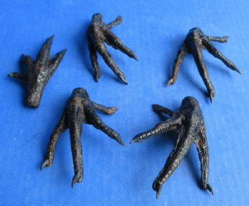 Real Dried Chicken Feet – Black Painted for Voodoo, Hoodoo & Taxidermy Crafts  -  5 @ $5.40 each