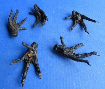 Real Dried Chicken Feet – Black Painted for Voodoo, Hoodoo & Taxidermy Crafts  -  5 @ $5.40 each