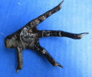 Real Dried Chicken Feet – Black Painted for Voodoo, Hoodoo & Taxidermy Crafts  -  5 @ $5.40 each