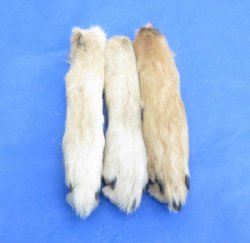 Preserved, Cured Coyote Feet, Coyote Paws <font color=red> Wholesale</font> 6 to 8 inches long - 30 @ $3.50 each