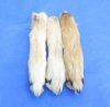 Authentic Preserved, Cured Coyote Feet, Coyote Paws <font color=red> Wholesale</font> for Crafts 6 to 8 inches long - Case of 30 @ $3.50 each