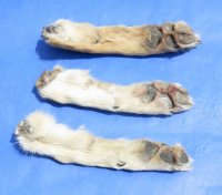 Preserved, Cured Coyote Feet, Coyote Paws <font color=red> Wholesale</font> 6 to 8 inches long - 30 @ $3.50 each