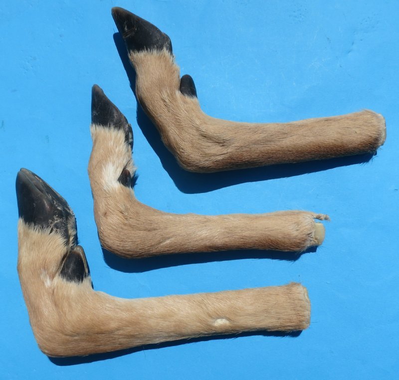 Taxidermy Deer Feet For Sale L Shaped for Making Gun Racks 8.25 each