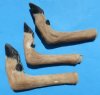 Preserved/Cured Bent Deer Feet for Sale "L" Shaped for taxidermy crafts 10 to 12 inches long - Pack of 2 @  $10.50 each; Pack of 6 @ $8.40 each;