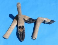 Preserved/Cured Bent Deer Feet for Sale "L" Shaped for taxidermy crafts 10 to 12 inches long - Pack of 2 @  $10.50 each; Pack of 6 @ $8.40 each;