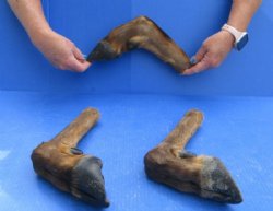Dried/Cured Elk Feet in a Natural Bent Pose, 11 to 15 inches - $25.99