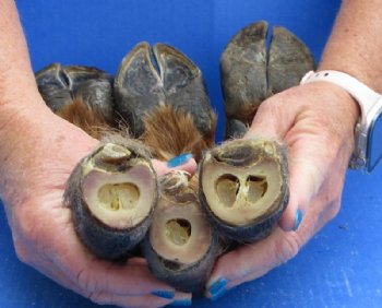 Dried/Cured Elk Feet in a Natural Bent Pose <font color=red> Wholesale</font>, 11 to 15 inches - 6 @ $17 each