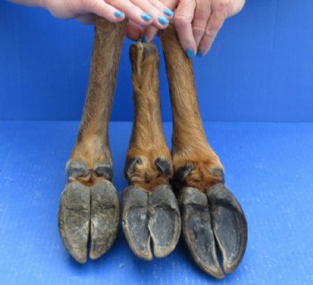 Dried/Cured Elk Feet in a Natural Bent Pose <font color=red> Wholesale</font>, 11 to 15 inches - 6 @ $17 each