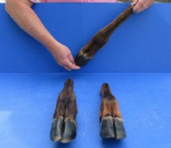 Dried/Cured Elk Feet for Crafts, 11 to 15 inches - $25.99
