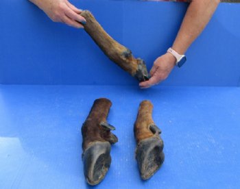 Dried/Cured Elk Feet in a Natural Bent Pose, for Taxidermy Crafts <font color=red> Wholesale</font>, 11 to 15 inches - 6 @ $17 each