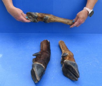 Dried/Cured Elk Feet for Crafts, 11 to 15 inches - $25.99