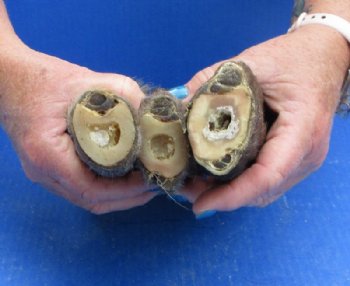 Dried/Cured Elk Feet in a Natural Bent Pose, for Taxidermy Crafts <font color=red> Wholesale</font>, 11 to 15 inches - 6 @ $17 each