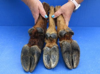 Dried/Cured Elk Feet in a Natural Bent Pose, for Taxidermy Crafts <font color=red> Wholesale</font>, 11 to 15 inches - 6 @ $17 each