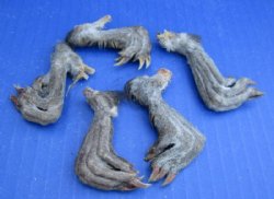 North American Muskrat Back Feet, Muskrat Back Paws, Cured with Borax - 5 @ $3.75 each