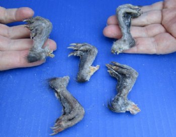 North American Muskrat Back Feet, Muskrat Paws, Borax Cured <font color=red> Wholesale</font> - 40 @ $2.25 each