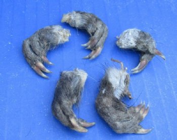 North American Muskrat Front Feet, Muskrat Front Paws, Cured with Borax - 5 @ $3.00 each