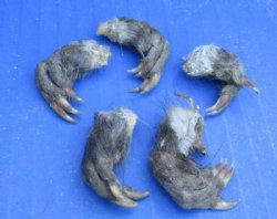 North American Muskrat Front Feet, Muskrat Front Paws, Cured with Borax - 5 @ $3.00 each