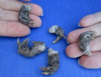 North American Muskrat Front Feet, Muskrat Front Paws, Cured with Borax - 5 @ $3.00 each