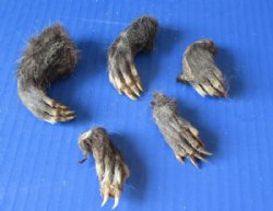 North American Opossum Feet for Crafts, Cured in Borax - 5 @ $4.50 each