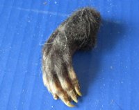 Borax Cured Opossum Feet <font color=red>Wholesale</font> for Crafts 2 to 3 inches - 40 @ $2.50 each